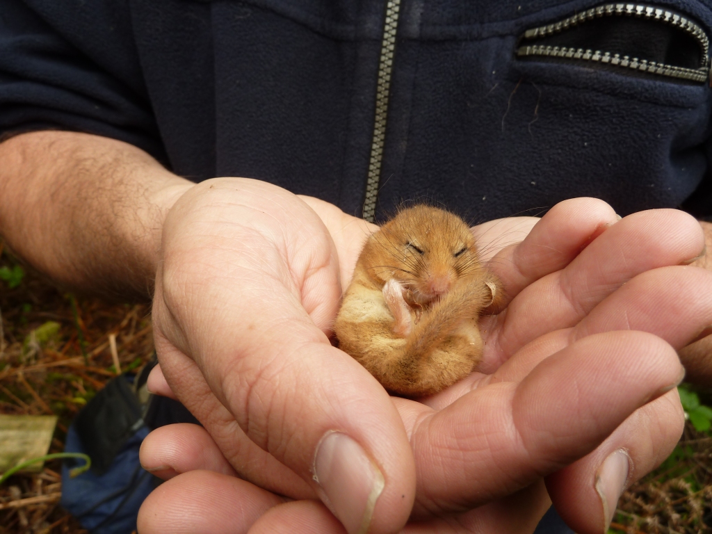 The Furnace Place Dormouse Project: connecting a community with the sleepy woodland (?) citizen