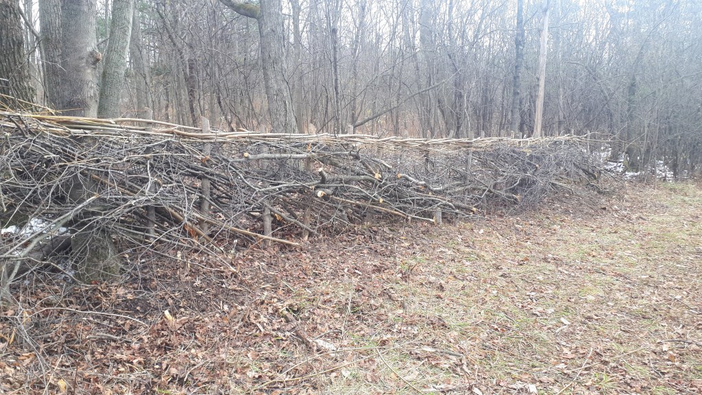 Hedgelaying North American Style with Dr Johann Schoepf (1783)